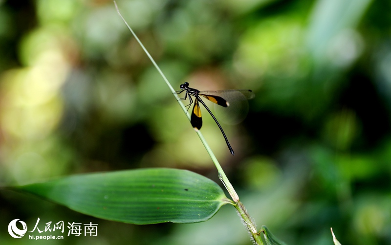 萧蜻蜓慕夜辰最新章节,萧蜻蜓与慕夜辰，最新章节探秘